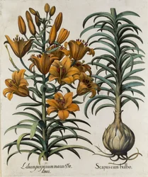 Lilium Purpureum Mauis Do Danei and Scapus cum Bulbo, Engraved by German School